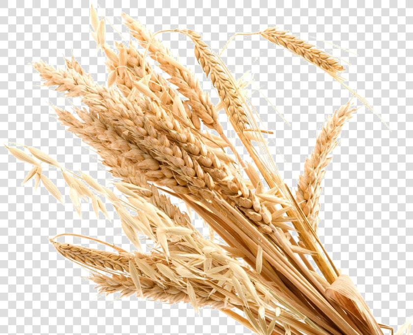 Wheat Transparent Background Png   Transparent Transparent Background Wheat Png  Png DownloadTransparent PNG