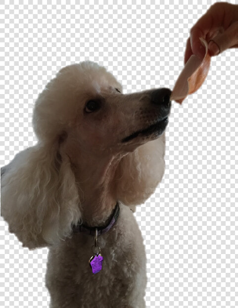 Standard Poodle Miniature Poodle Toy Poodle Puppy   Standard Poodle  HD Png DownloadTransparent PNG