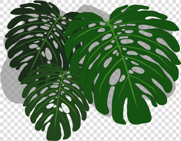 Clip Art Monstera Wallpaper   Transparent Background Philodendron Leaves  HD Png DownloadTransparent PNG