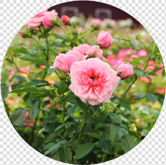 Rose Plants   Floribunda  HD Png DownloadTransparent PNG