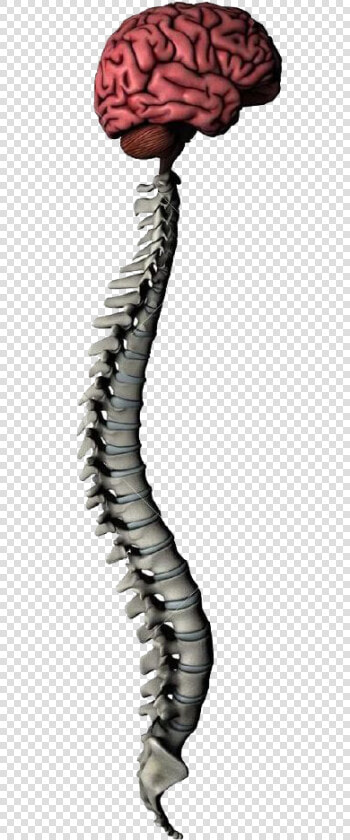 Brain And Spine Png  Transparent PngTransparent PNG