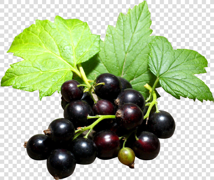 Blackcurrant Png Transparent  Png DownloadTransparent PNG