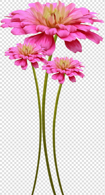 Fleurs Pour Embellir Vos Pages De Scrapbooking En Png   Fleur Png  Transparent PngTransparent PNG