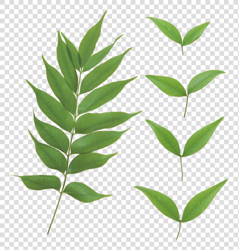 Now You Can Download Green Leaves Icon Clipart   Green Leaves Transparent  HD Png DownloadTransparent PNG