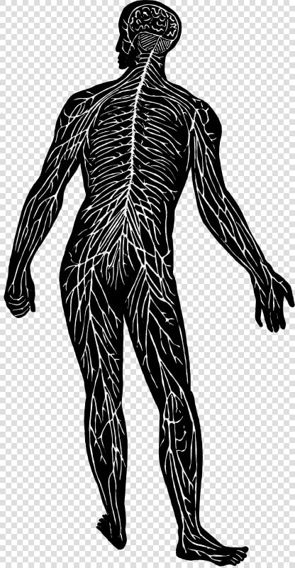 Nerve System   Nerve Centres In The Body  HD Png DownloadTransparent PNG