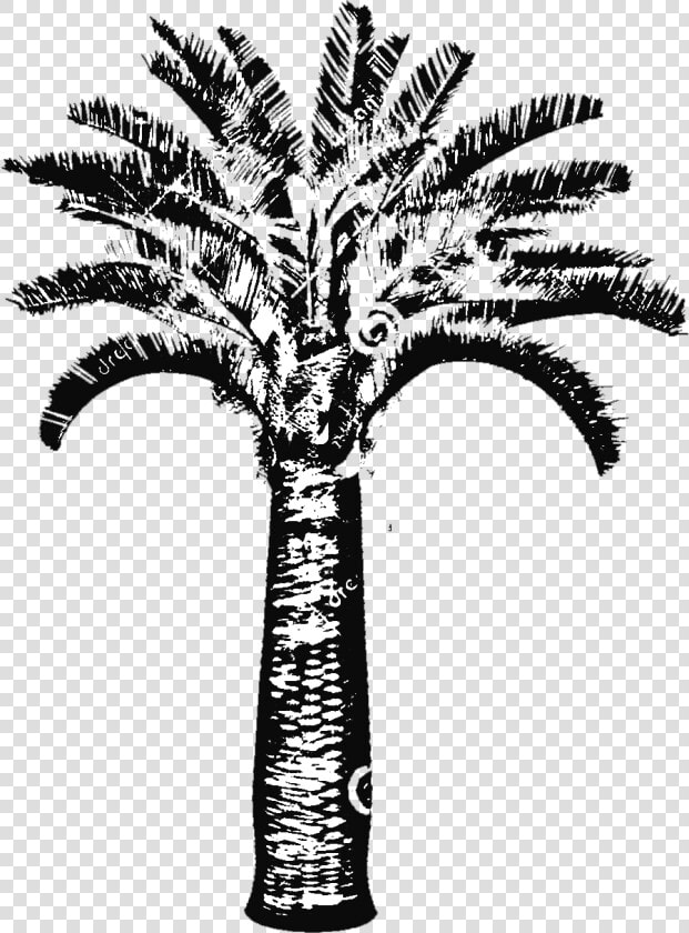 Butia Capitata Jelly Palm Big Plant Nursery   Illustration  HD Png DownloadTransparent PNG