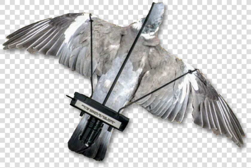 Image Of A Dead Pigeon Mounted Onto The Pigeon Turbo   Due Flapper  HD Png DownloadTransparent PNG