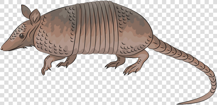 Armadillo  HD Png DownloadTransparent PNG