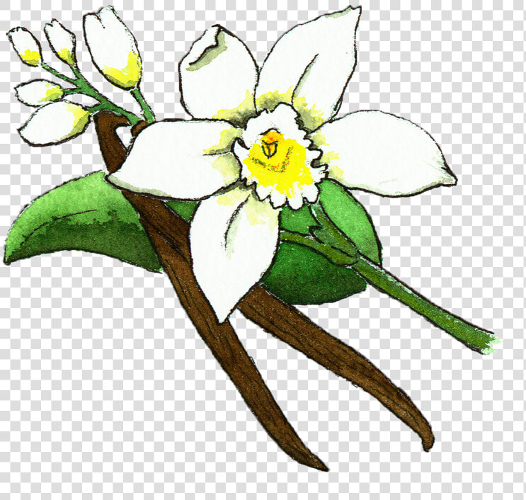 Vanilla Bean Flower Illustration   Png Download   Vanilla Bean Flower  Transparent PngTransparent PNG