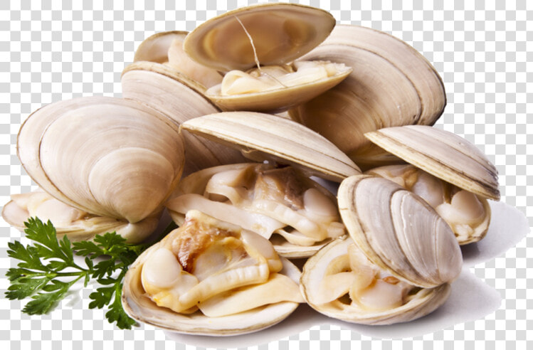 Clams Png File   Clams Png  Transparent PngTransparent PNG