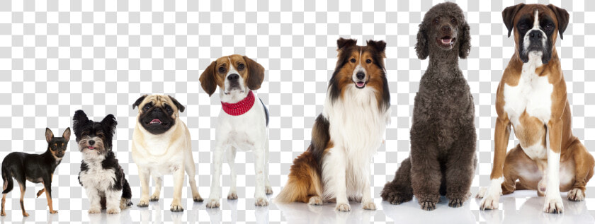 Multiple dogs   Facebook Cover Images Dogs  HD Png DownloadTransparent PNG