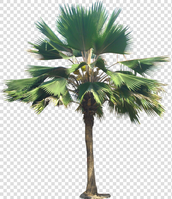 Livistona Chinensis Png  Transparent PngTransparent PNG