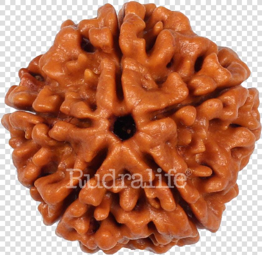 Five Mukhi Rudraksha Rudraksha   Chocolate  HD Png DownloadTransparent PNG