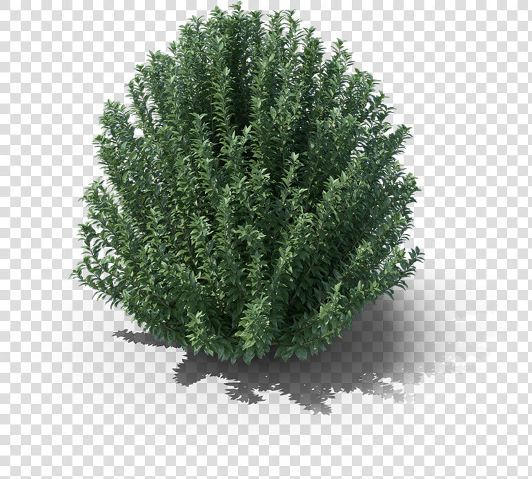 Shrubs Png  Transparent PngTransparent PNG