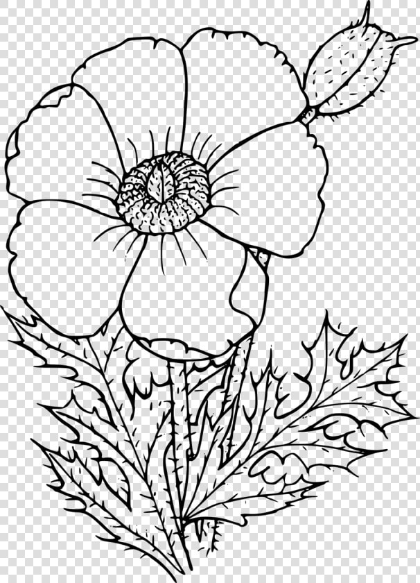 Wildflower In Black And White   Poppy Drawing Png  Transparent PngTransparent PNG