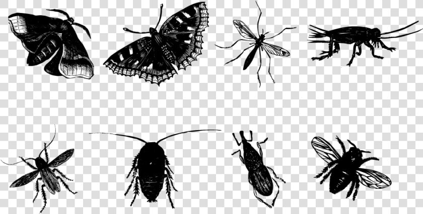 Insect Butterfly Mosquito Bee   Insect Sketch Png  Transparent PngTransparent PNG