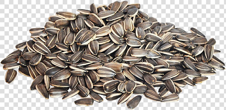 Download Sunflower Seeds Png Image   Sunflower Seeds Png Cartoon  Transparent PngTransparent PNG