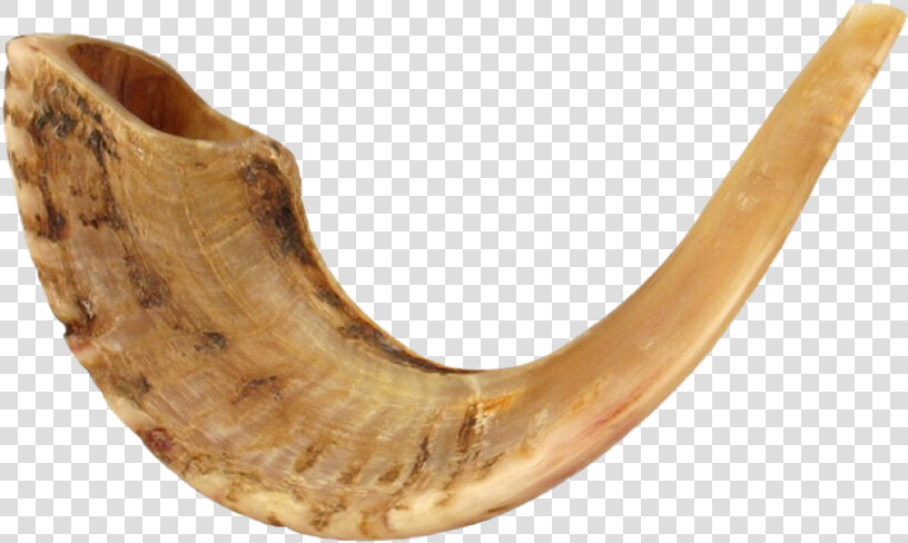 Shofar Horn Png Transparent Image   Ram Horn Instrument  Png DownloadTransparent PNG