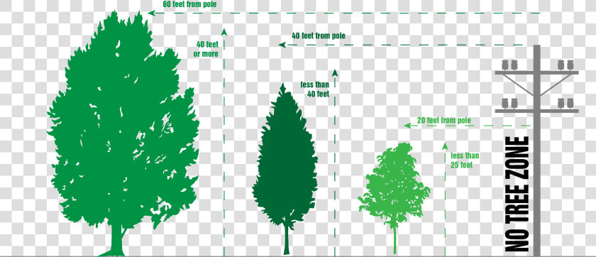 If Trees In Your Area Are Growing Into Power Lines    Christmas Tree  HD Png DownloadTransparent PNG