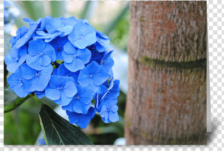 Blue Hydrangea Greeting Card   Hydrangea Serrata  HD Png DownloadTransparent PNG