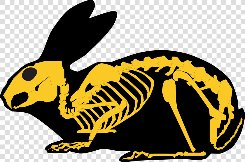 Gold Rabbit Skeleton And Silhouette   Rabbit Skeleton Silhouette  HD Png DownloadTransparent PNG