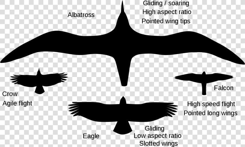 Gliding Crow   Png Download   Albatross Aspect Ratio  Transparent PngTransparent PNG