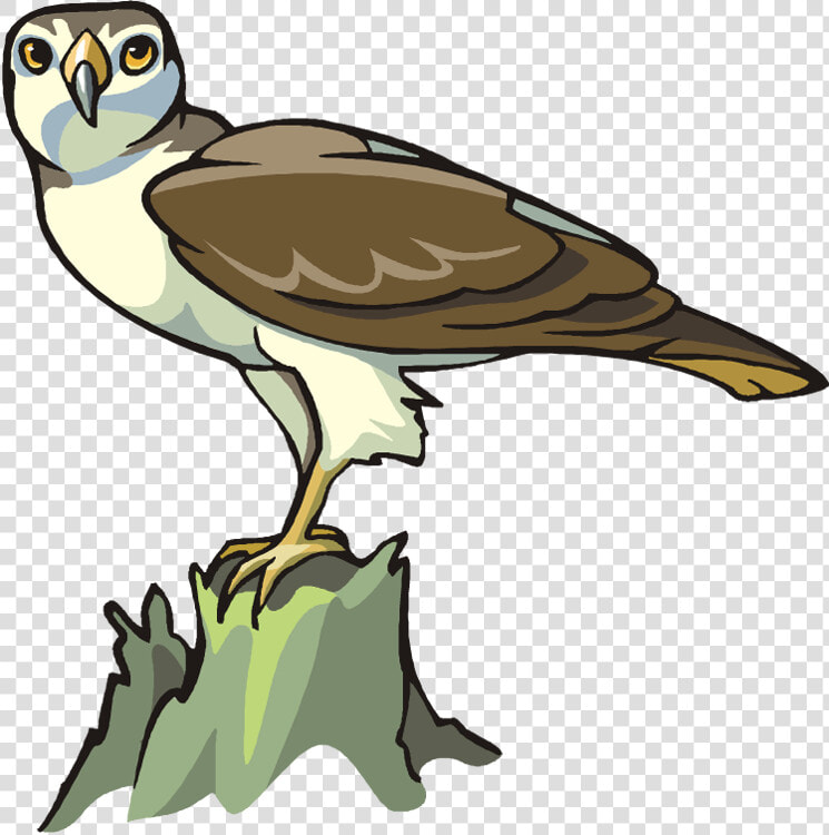 Transparent Eagle Clipart Png   Bird Of Prey  Png DownloadTransparent PNG