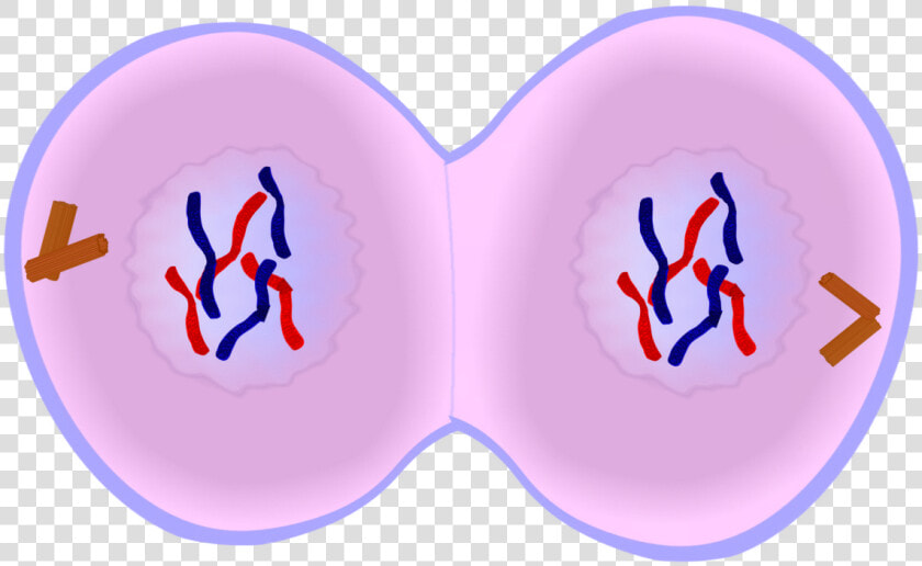 Early Telophase In Mitosis  HD Png DownloadTransparent PNG