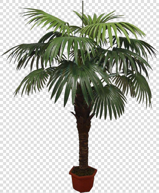 Asian Palmyra Palm Babassu Flowerpot Oil Palms Coconut  HD Png DownloadTransparent PNG