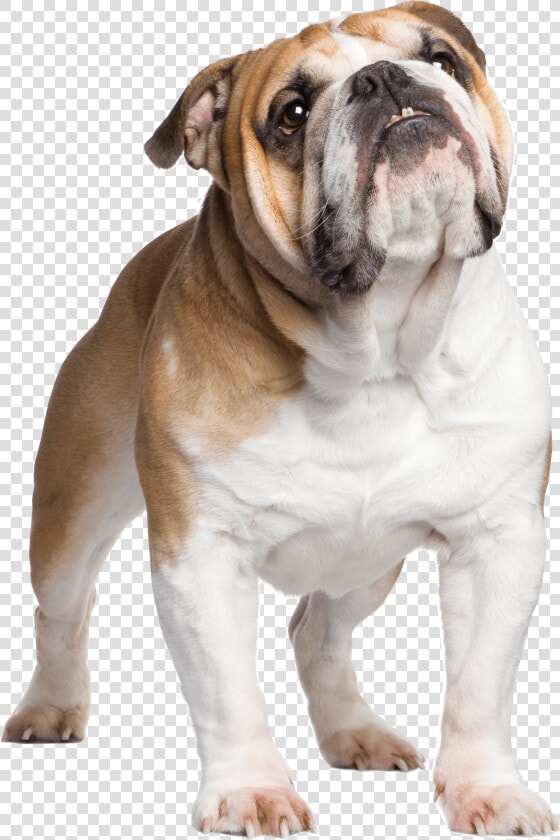 British Bulldog With Union Jack  HD Png DownloadTransparent PNG