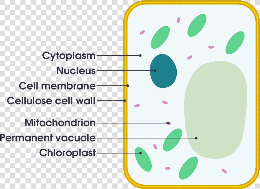 Plant Cell Vs Animal Cell Simple   Png Download   Diagram Of A Plant Cell Simple  Transparent PngTransparent PNG