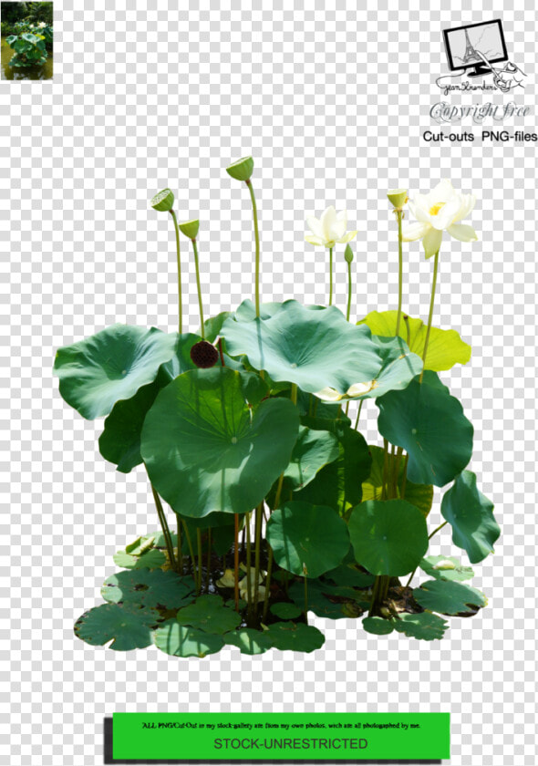 Nymphaea Nelumbo  HD Png DownloadTransparent PNG