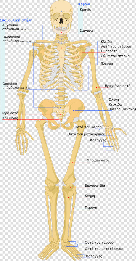 Many Bones In Human Body   Png Download   Structure Of Human Skeleton  Transparent PngTransparent PNG