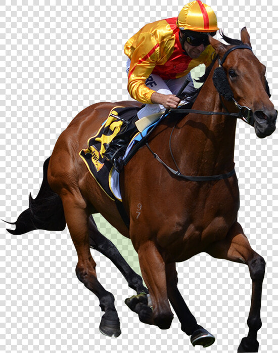 Race Horse Png   Horse Racing Png  Transparent PngTransparent PNG