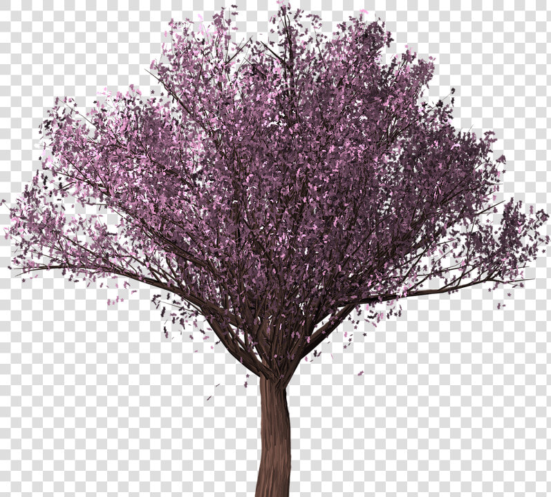 Transparent Cherry Blossom Tree Png   Drzewo Wiśni Png  Png DownloadTransparent PNG