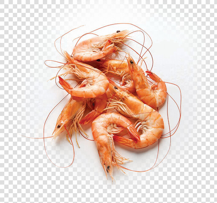 Shrimp Hd Png   Shrimp Png  Transparent PngTransparent PNG