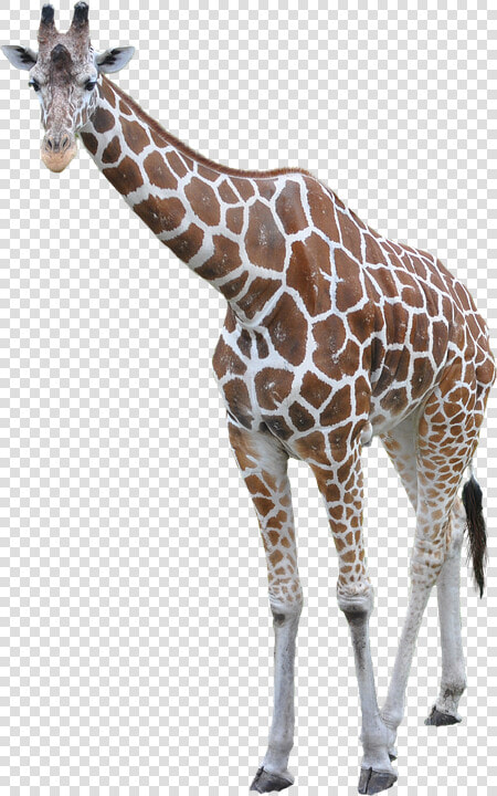 Free Download Of Giraffe Icon Png   Giraffe Transparent Background  Png DownloadTransparent PNG