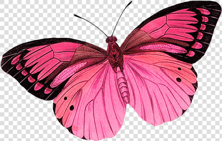 Monarch Butterfly Greta Oto Clip Art   Pink Butterfly No Background  HD Png DownloadTransparent PNG