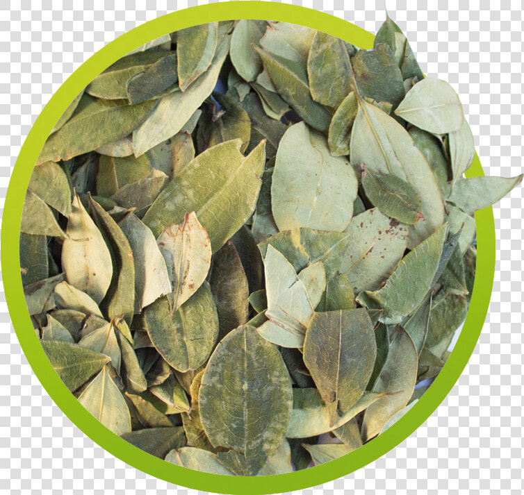 Hoja De Coca En Png  Transparent PngTransparent PNG