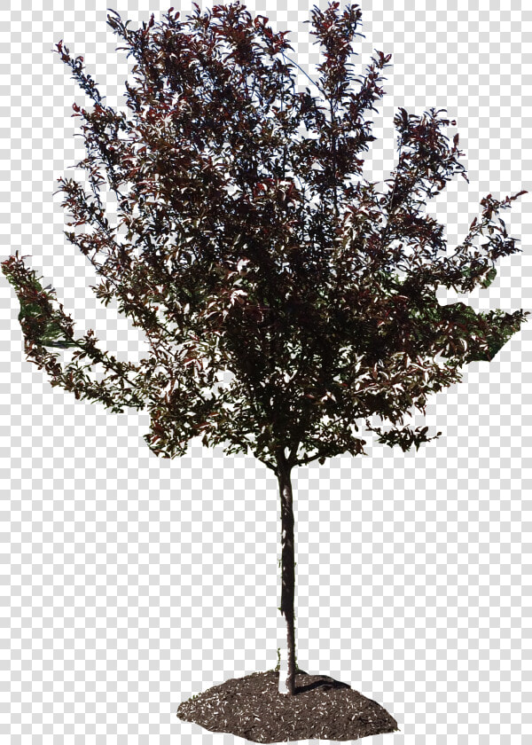 River Birch  HD Png DownloadTransparent PNG