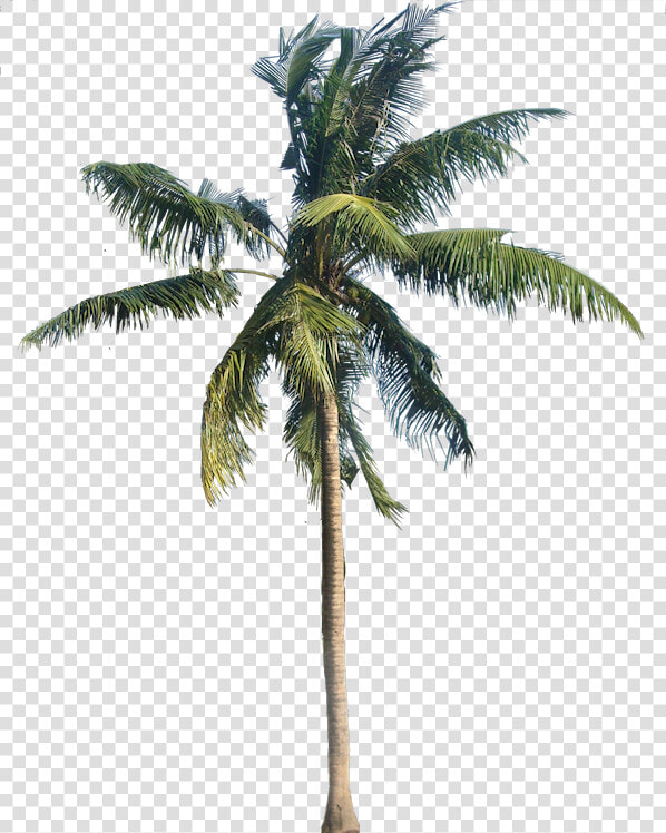 Clip Art Palm Trees Background   Transparent Background Palm Tree Png  Png DownloadTransparent PNG