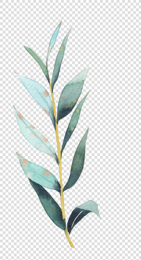 Art Stock Transprent Png   Plant Drawing  Transparent PngTransparent PNG