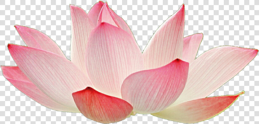 Transparent Background Lotus Flower Png    Lotus Flower Pink Png Hd  Png DownloadTransparent PNG