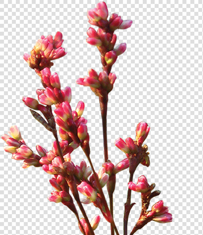 Transparent Indigo Plant Clipart   Crape Myrtle  HD Png DownloadTransparent PNG