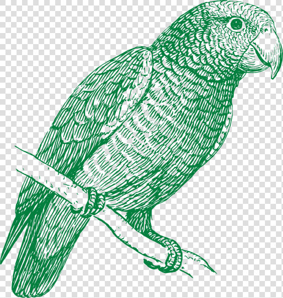 Green Parrot Svg Clip Arts   Parakeet Black And White  HD Png DownloadTransparent PNG