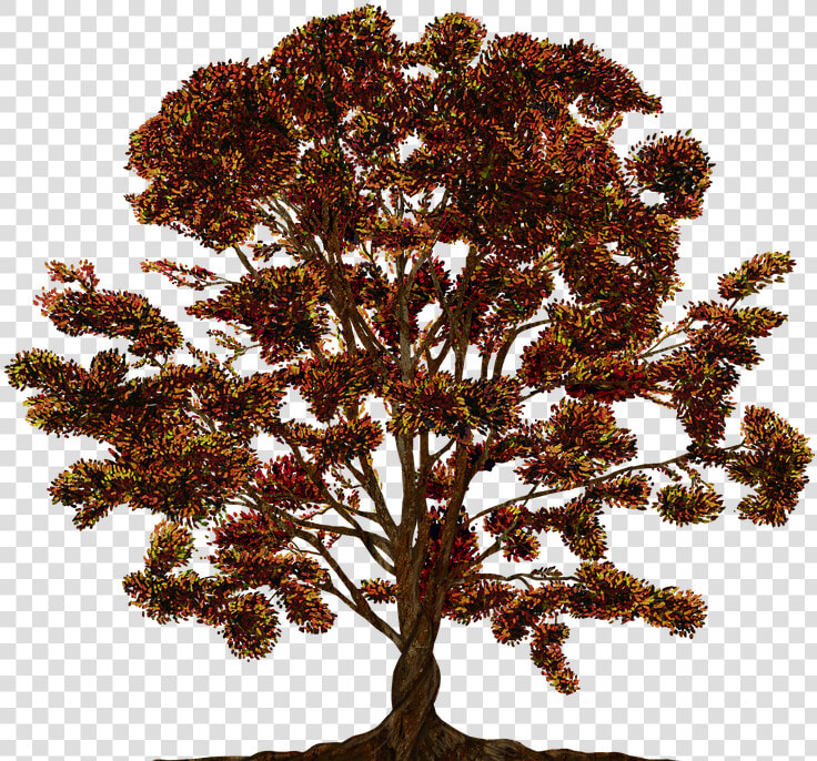 Tree  Vector  Ornament  Color  Family Tree  Texture   Family Tree  HD Png DownloadTransparent PNG