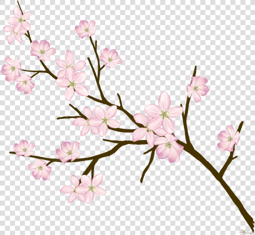  cherryblossom  flowers  branches  freetoedit   Cherry Blossom  HD Png DownloadTransparent PNG