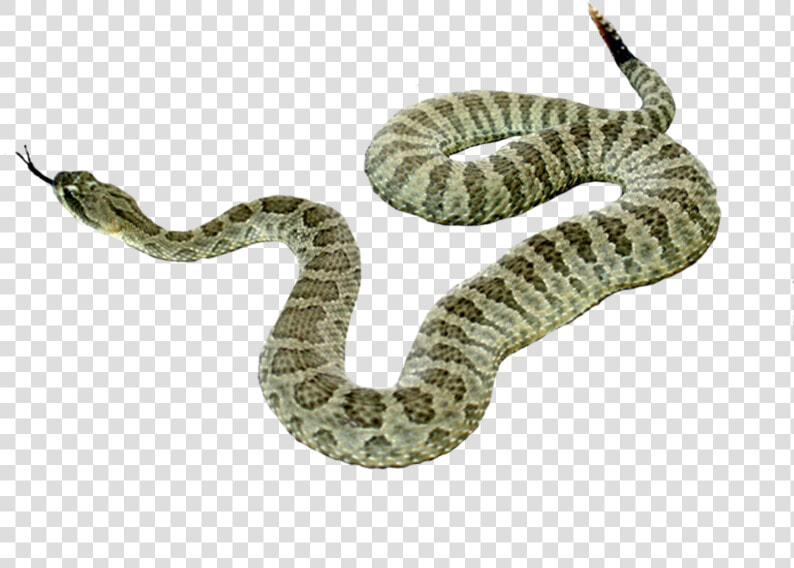 Snake Png Picture Png Download   Snake No Back Ground  Transparent PngTransparent PNG