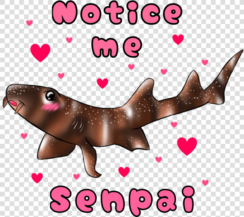 California Sea Lion  HD Png DownloadTransparent PNG