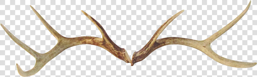 Deer Antlers Png   Antlers Png  Transparent PngTransparent PNG